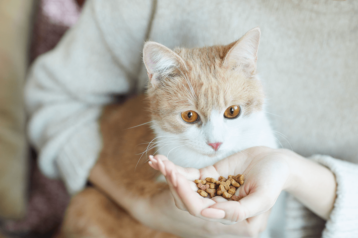 Top Cat Foods to Consider If You Are a First Time Owner